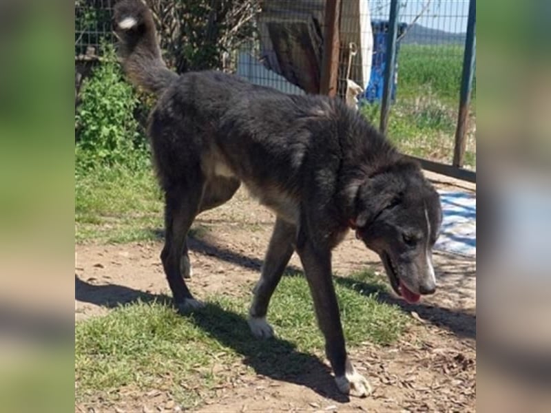 Vital - eine sanfte Seele wartet auf sein Glück