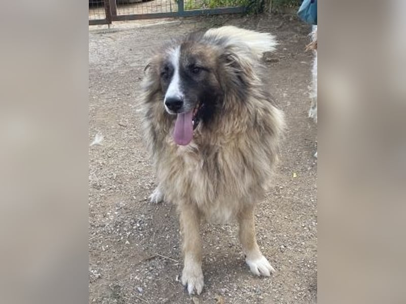 Panagos sucht Zuhause mit Arbeitsauftrag