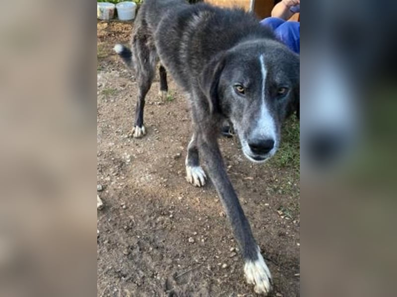 Vital - eine sanfte Seele wartet auf sein Glück