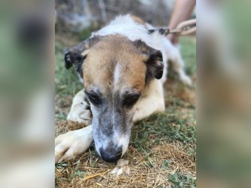 Freundliche Ira sucht Seniorenplatz