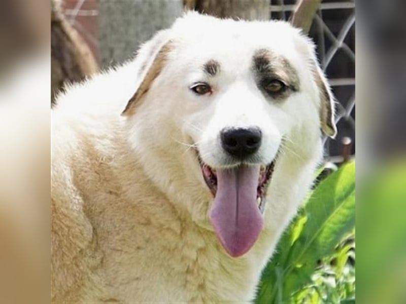 Aroma - eine sanfte Seele wartet auf ihr Glück