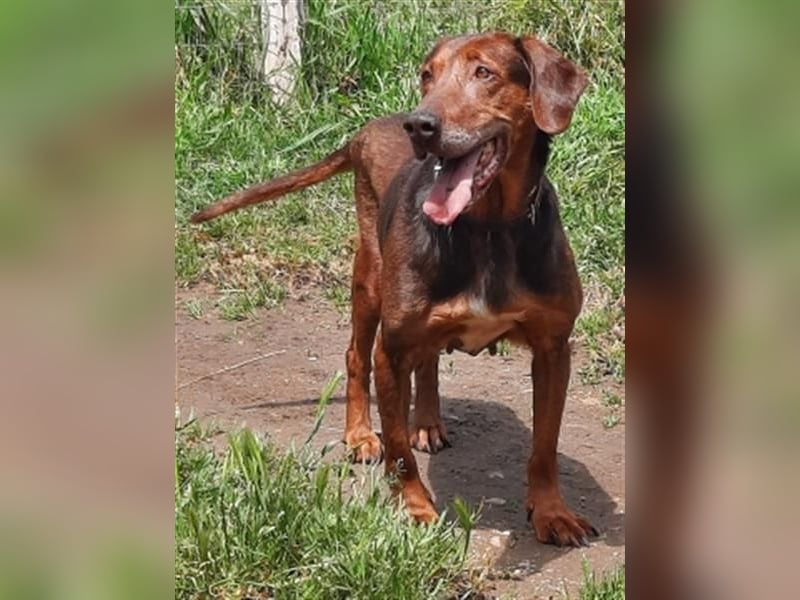 Sanfte Lizoula - Herzenshund mit trauriger Vergangenheit sucht warmes Plätzchen
