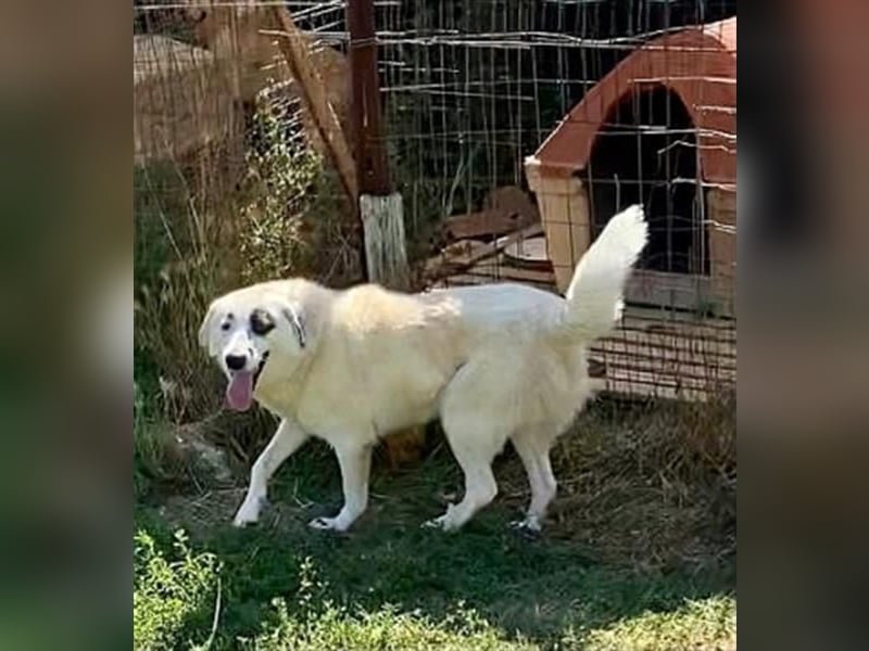 Aroma - eine sanfte Seele wartet auf ihr Glück