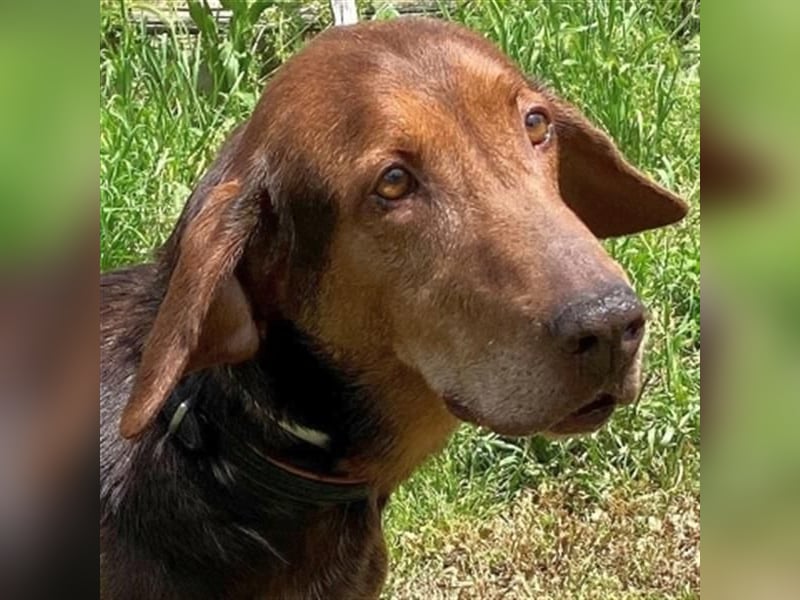 Sanfte Lizoula - Herzenshund mit trauriger Vergangenheit sucht warmes Plätzchen