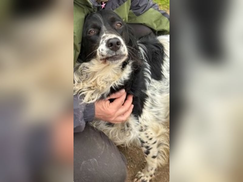 Serafina- schmusige Setter-Mix-Hündin liebt Mensch und Tier