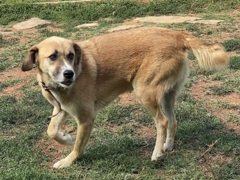 Sanfter Milo sucht ein liebevolles Zuhause für immer ❤️