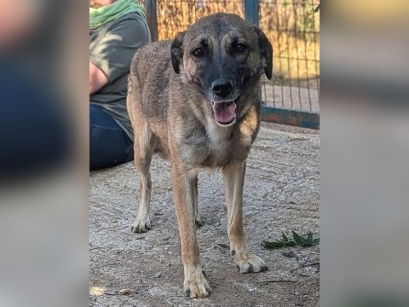 Freundliche Kyra sucht ihr Glück