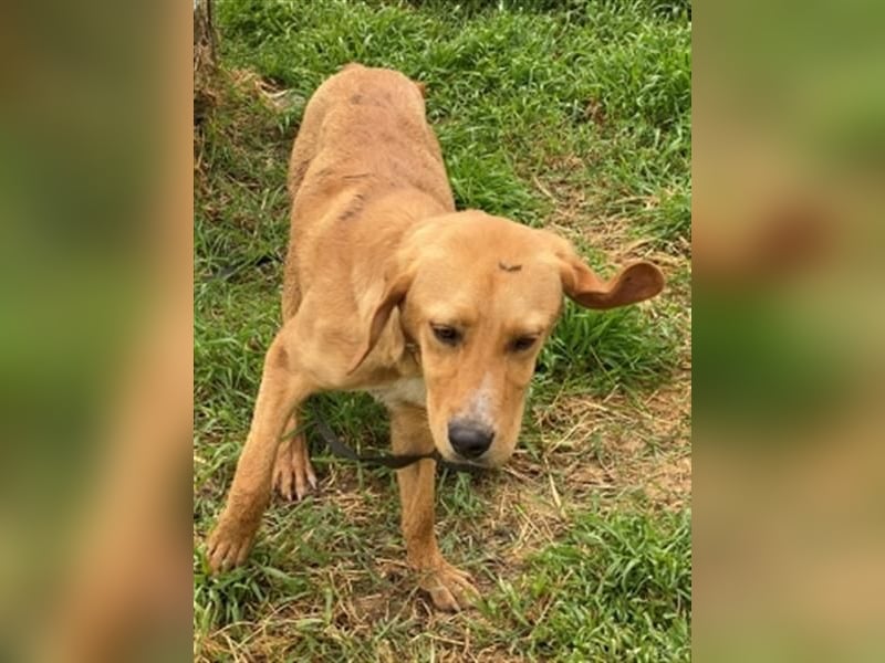 Herzensbrecher Loki sucht Familienanschluss