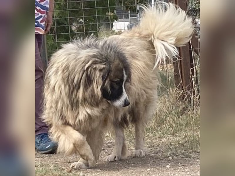 Panagos sucht Zuhause mit Arbeitsauftrag