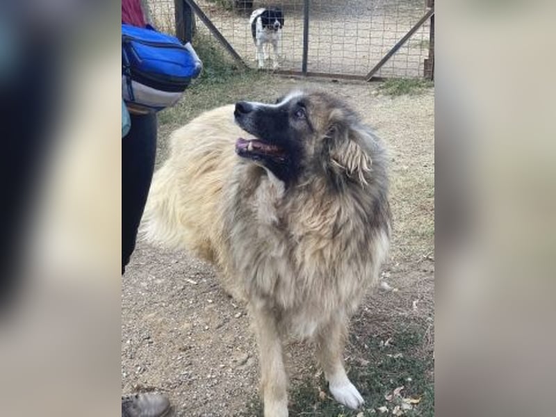 Panagos sucht Zuhause mit Arbeitsauftrag