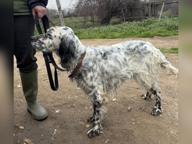 Elvira - treue Settermix Hündin sucht dich