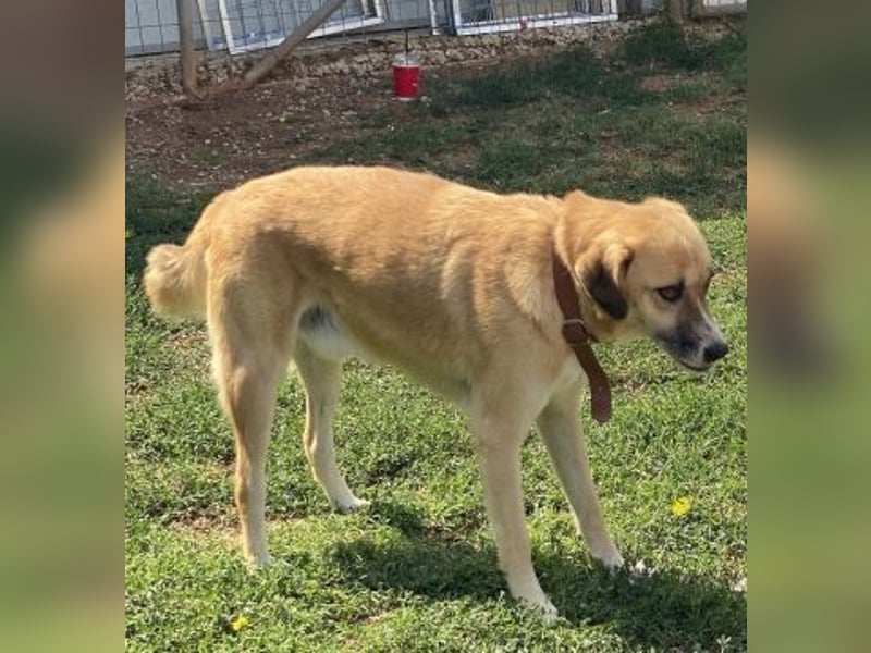 Sanfter Milo sucht ein liebevolles Zuhause für immer ❤️