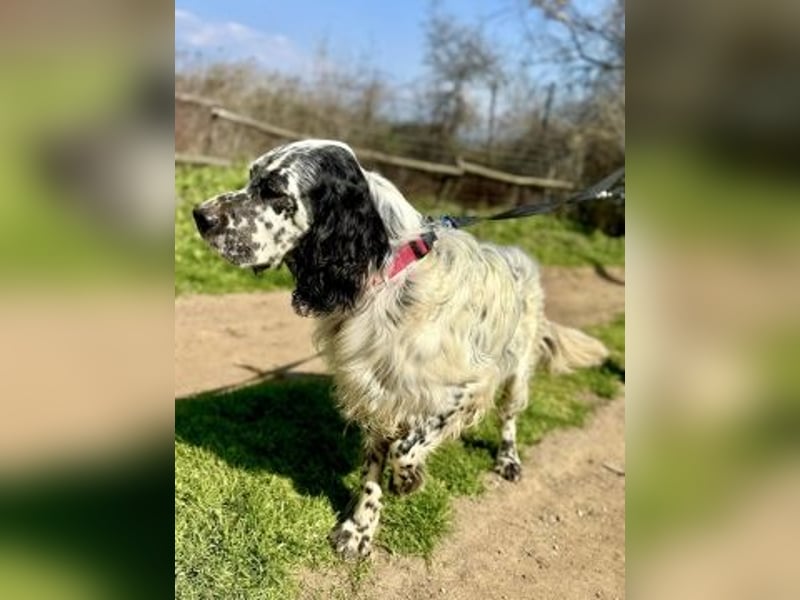 Matteo - feiner junger Setter-Mix