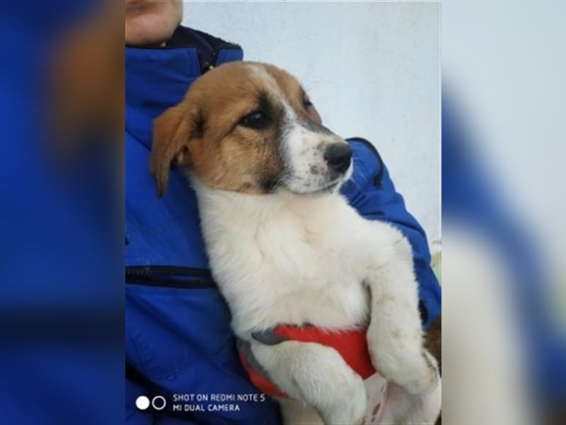 Emma - freundliche Hündin sucht ihre Familie