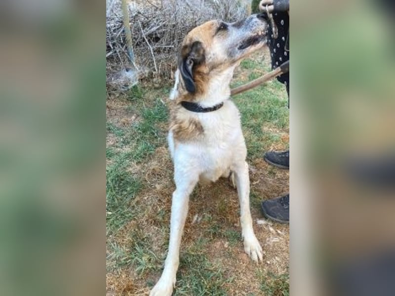 Freundliche Ira sucht Seniorenplatz