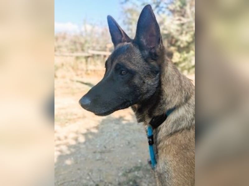 Zorro - liebevoller, menschenbezogener Rüde sucht Zuhause