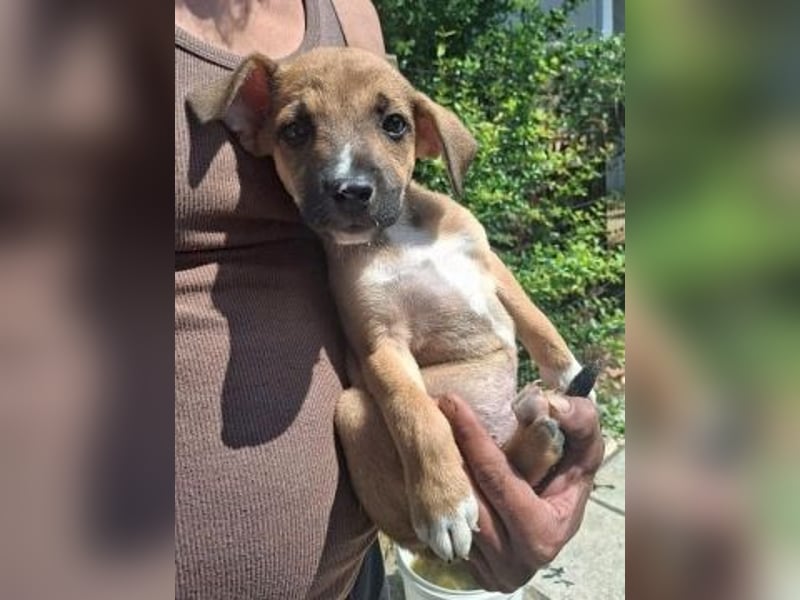 *Reserviert* Eric - kleiner Racker sucht Familienanschluss