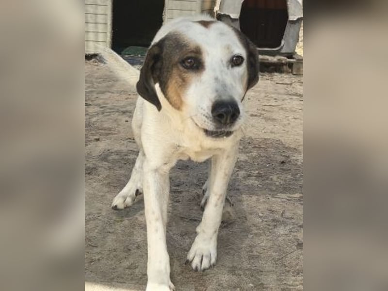 Alaska - ruhiges, verträgliches Hundemädchen