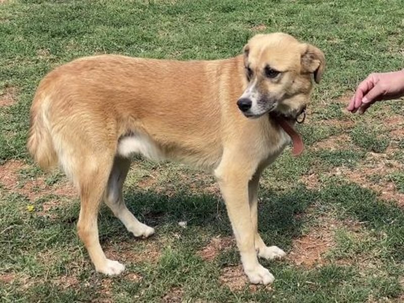 Sanfter Milo sucht ein liebevolles Zuhause für immer ❤️
