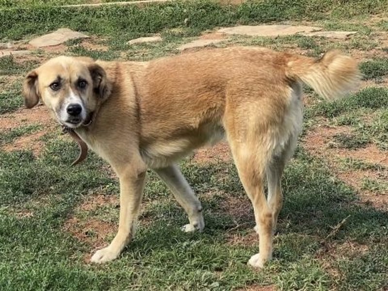 Sanfter Milo sucht ein liebevolles Zuhause für immer ❤️
