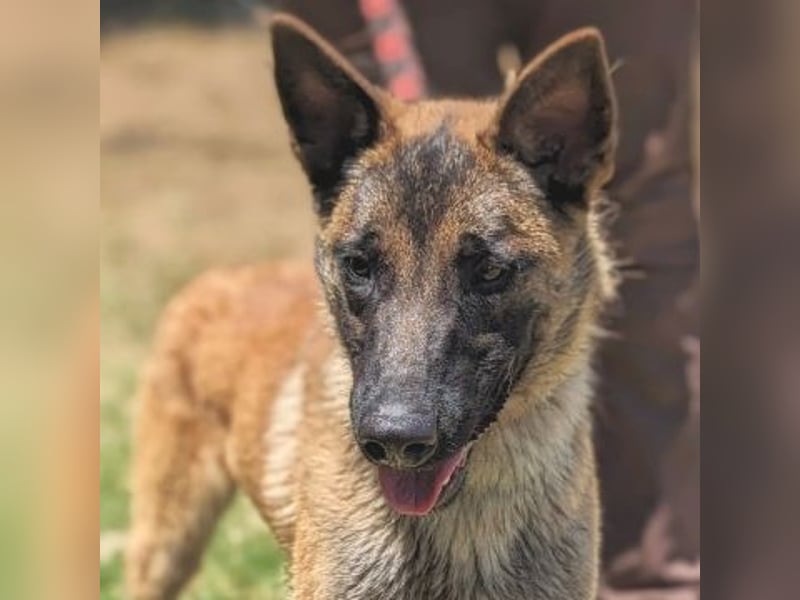 Liebevoller Zorro - menschenbezogener Rüde sucht sein Zuhause