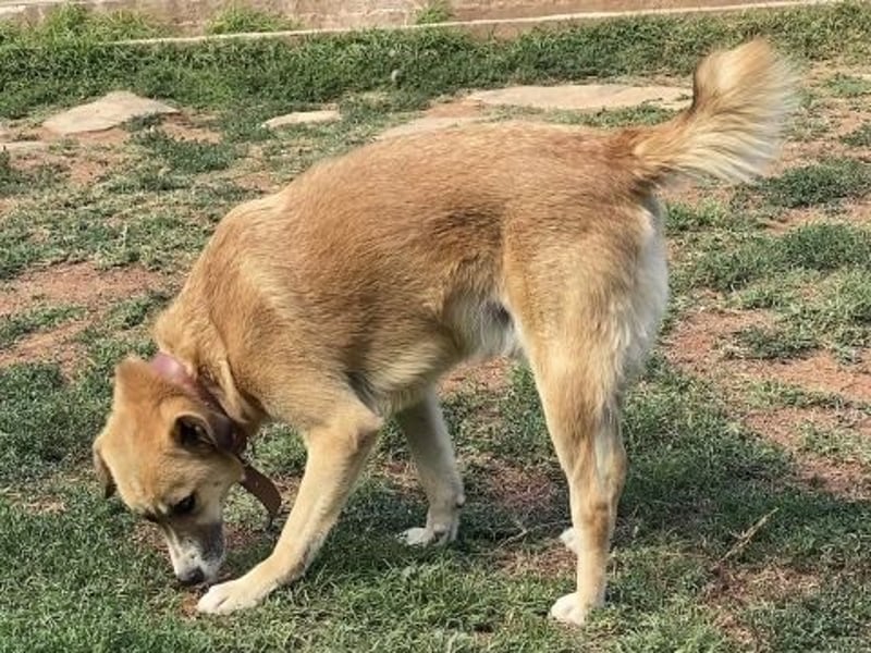 Sanfter Milo sucht ein liebevolles Zuhause für immer ❤️