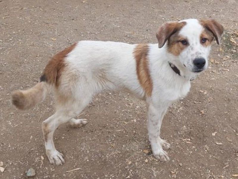 Freundlicher CLIFF - ein Herz auf 4 Pfoten