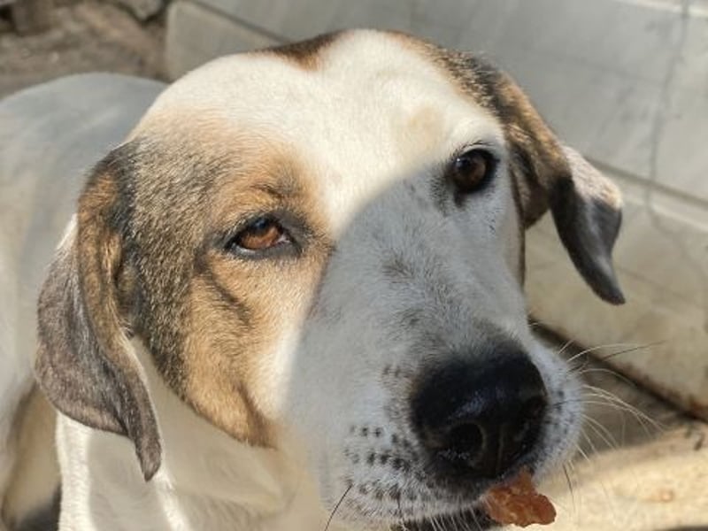 Alaska - ruhiges, verträgliches Hundemädchen