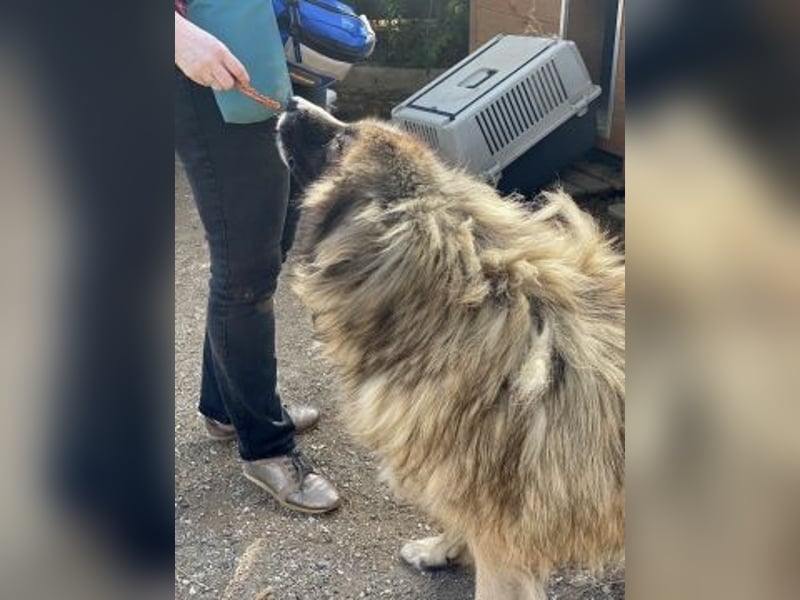 Panagos sucht Zuhause mit Arbeitsauftrag