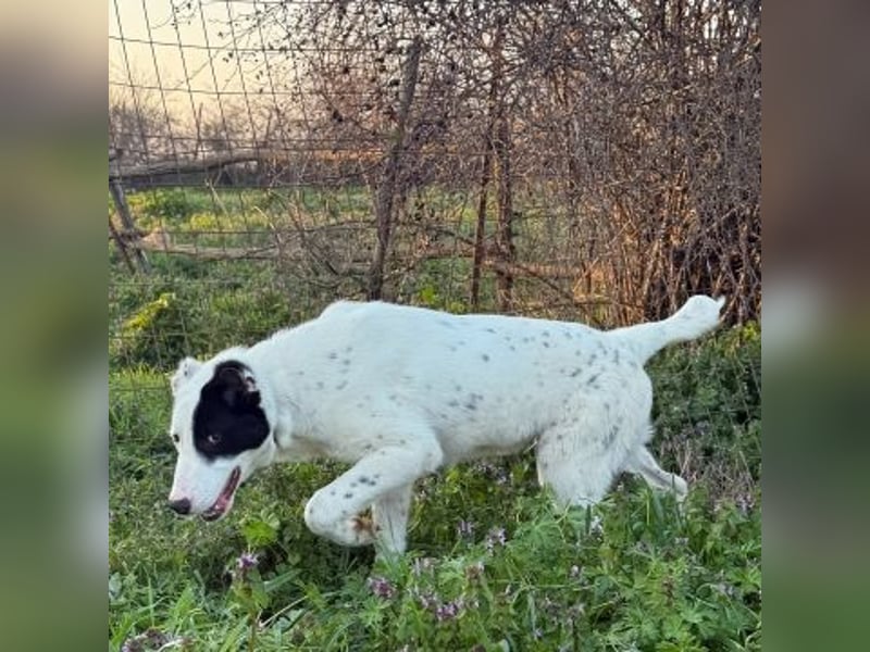 Herzenshund Scooby Doo sucht liebevolles Zuhause