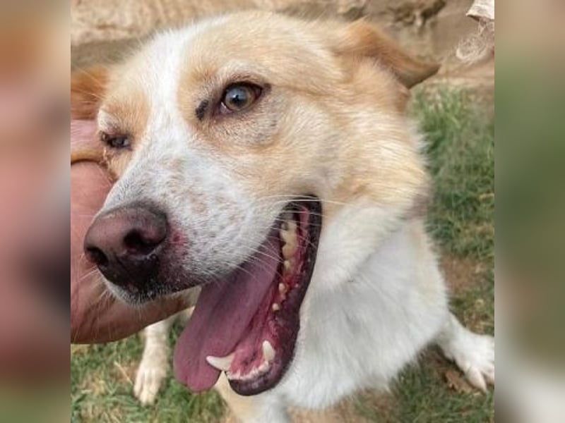 Sonnenschein Fabio - freundlicher Rüde