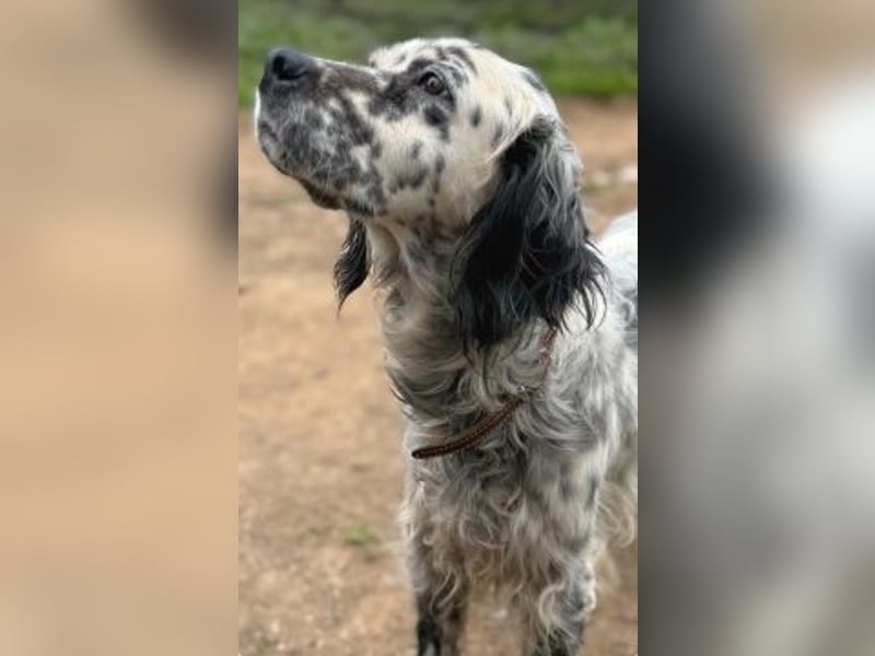 Elvira - treue Settermix Hündin sucht dich