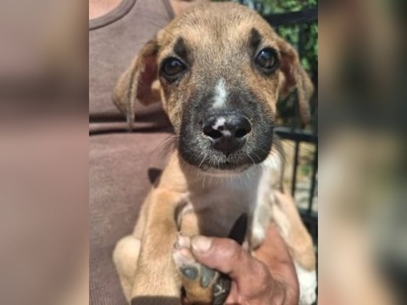 *Reserviert* Eric - kleiner Racker sucht Familienanschluss