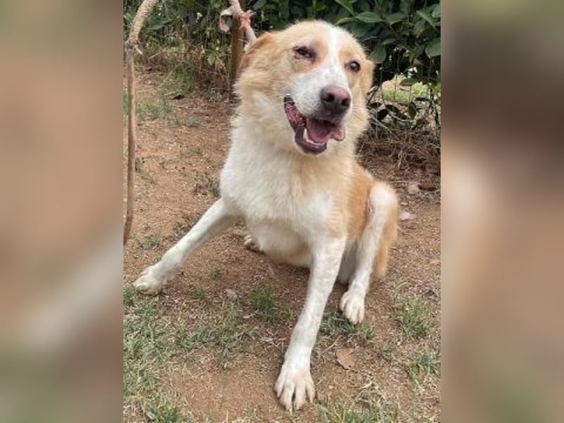 Sonnenschein Fabio - freundlicher Rüde