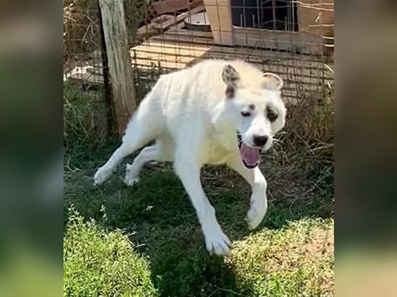 Aroma - eine sanfte Seele wartet auf ihr Glück