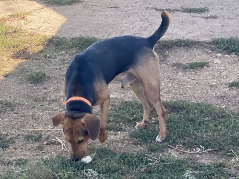 Kitsos - lieber Rüde sucht sein Glück