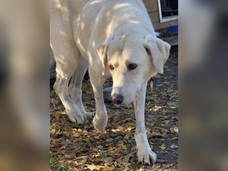 Freundlicher Manthos auf Familiensuche