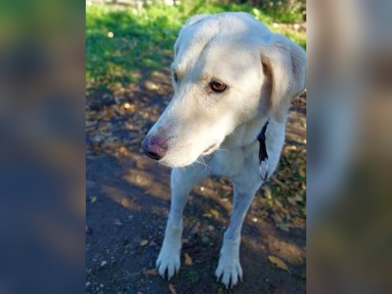 Freundlicher Manthos auf Familiensuche