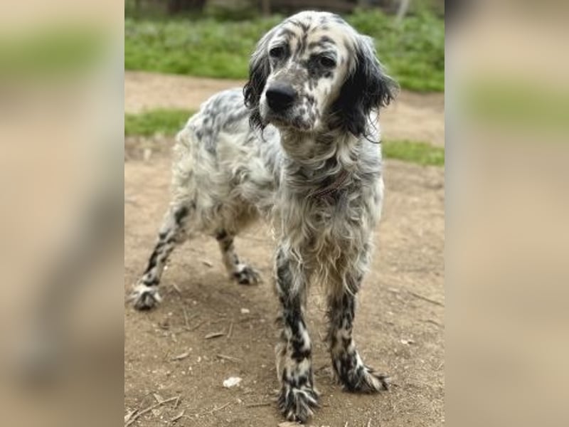 Elvira - treue Settermix Hündin sucht dich