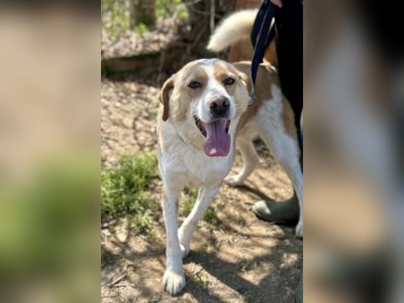 Freundlicher Frankie sucht seine Familie