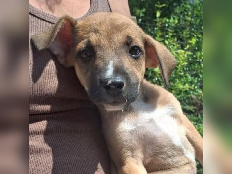 *Reserviert* Eric - kleiner Racker sucht Familienanschluss