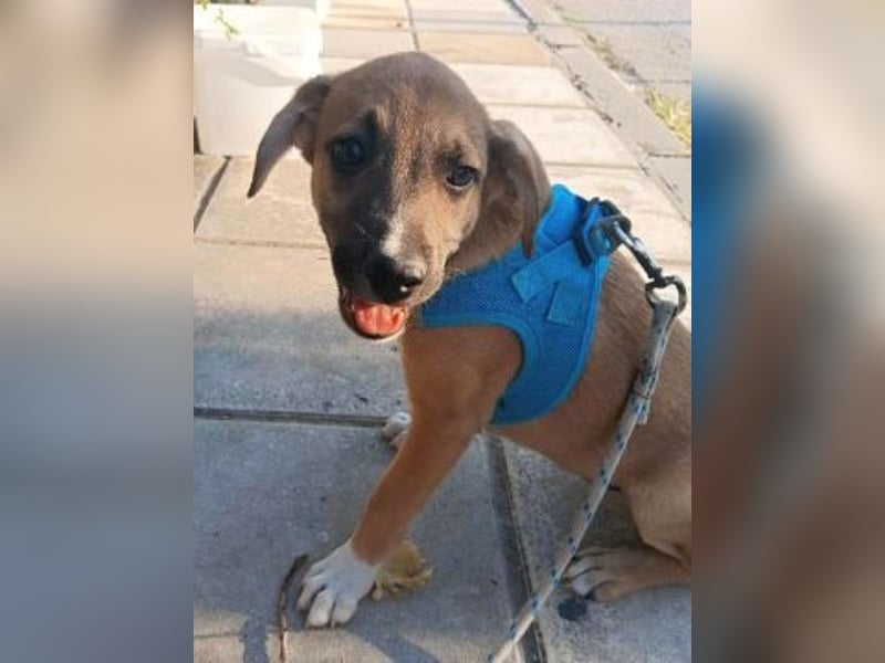 *Reserviert* Eric - kleiner Racker sucht Familienanschluss