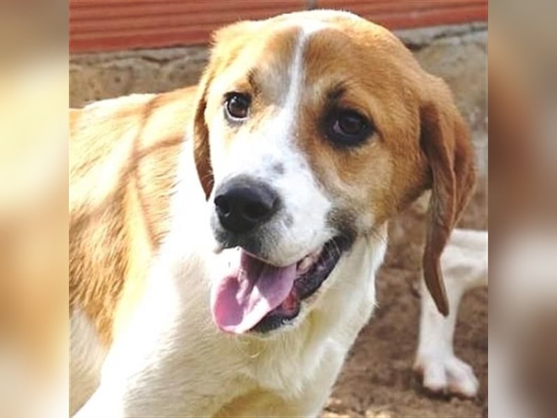 Freundlicher Lony - auf der Suche nach seinem Zuhause