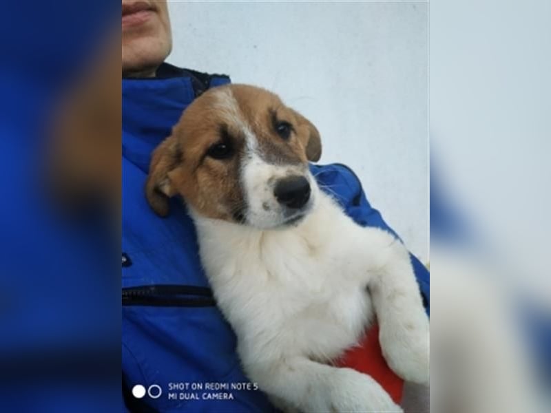 Emma - freundliche Hündin sucht ihre Familie