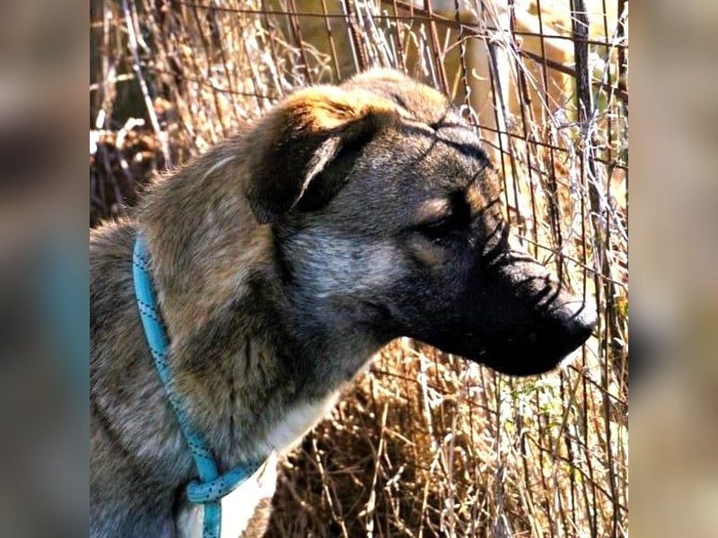 Freundliche Kyra sucht ihr Glück