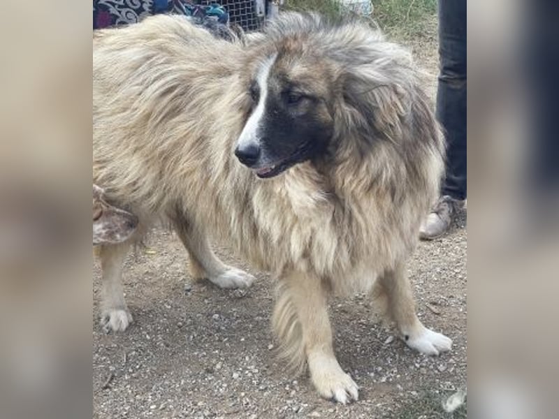 Panagos sucht Zuhause mit Arbeitsauftrag