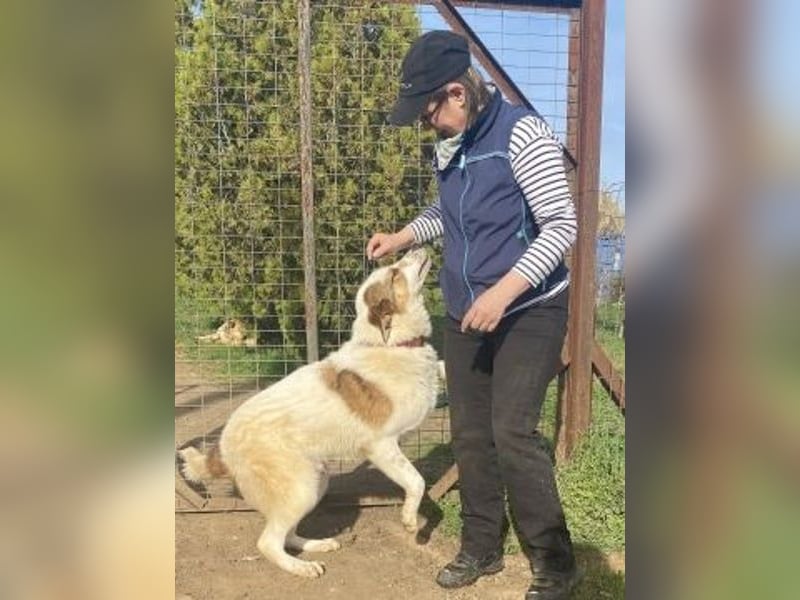 Freundlicher CLIFF - ein Herz auf 4 Pfoten