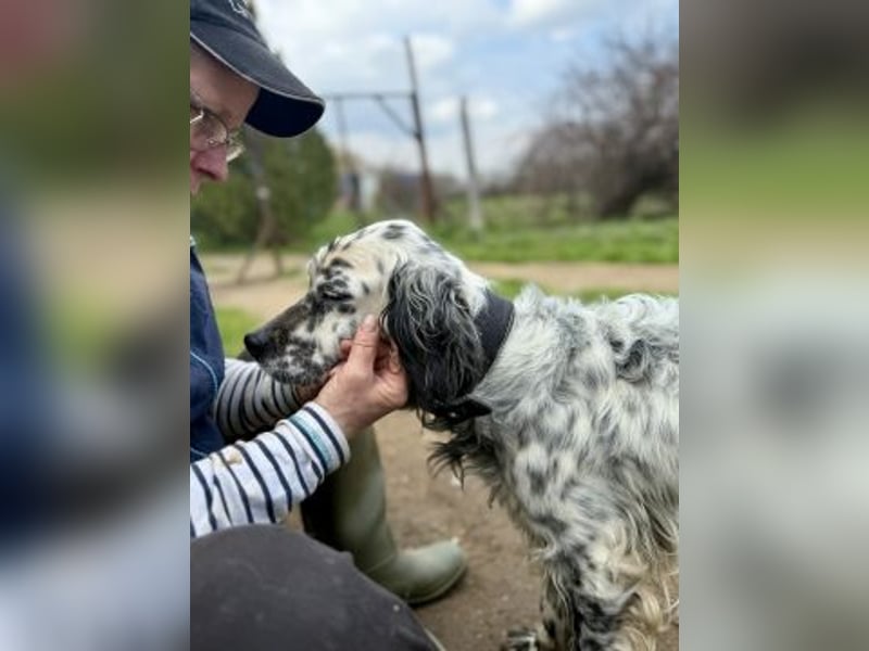 Elvira - treue Settermix Hündin sucht dich