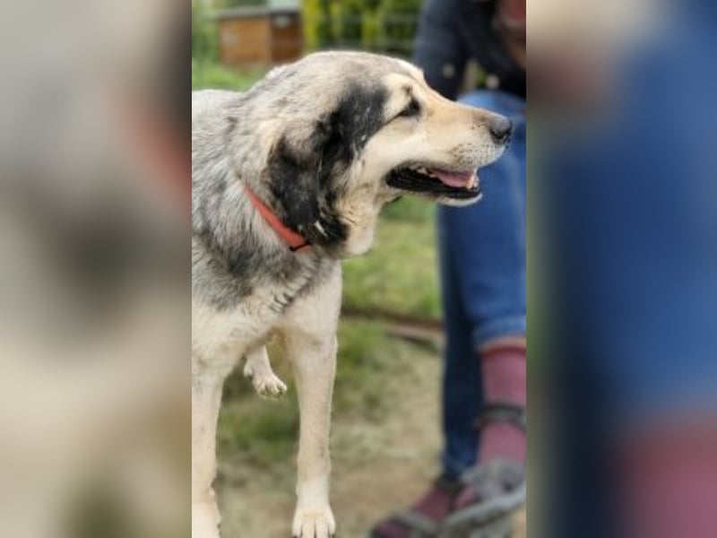 Herzenshund Martina sucht Ihre Menschen