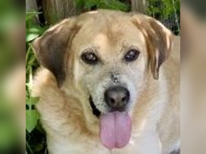 Freundlicher Kleon sucht einen warmen Seniorenplatz